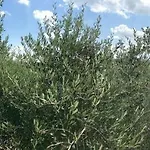 Podere Remignoli *